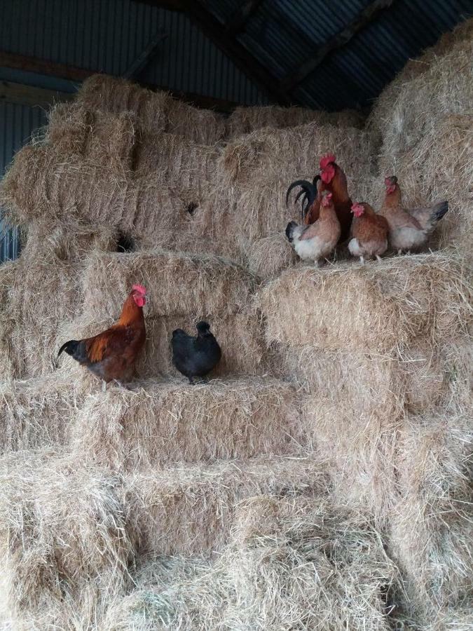 Conwy Pen Cefn Farm Holiday Abergele Extérieur photo