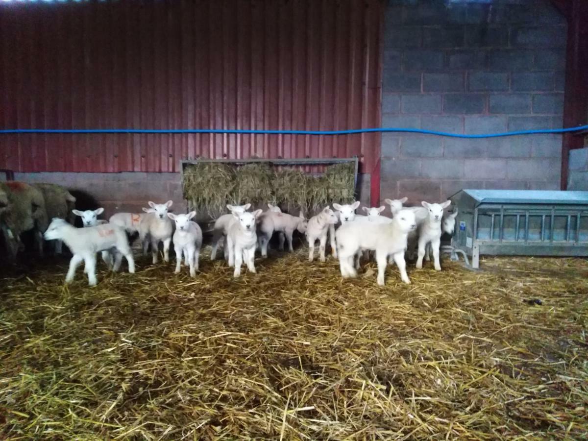 Conwy Pen Cefn Farm Holiday Abergele Extérieur photo